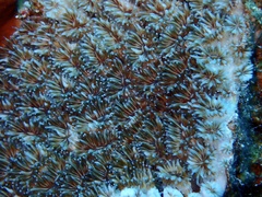 Galaxea fascicularis