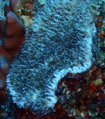 Galaxea fascicularis