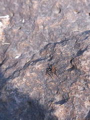 Hasarius adansoni