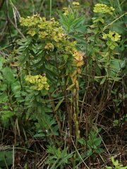 Euphorbia