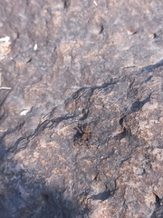 Hasarius adansoni