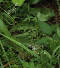 Apioideae