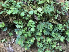 Elatostema parvum