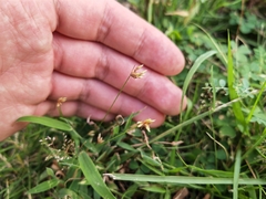 Fimbristylis dichotoma