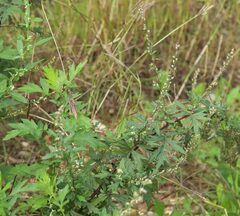 Artemisia verlotiorum