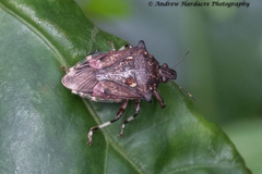 Eocanthecona concinna