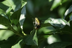 Cephonodes hylas