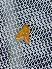 Microtheoris ophionalis