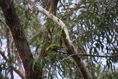 Trichoglossus chlorolepidotus