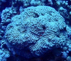 Oulophyllia wellsi