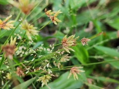 Fimbristylis dichotoma