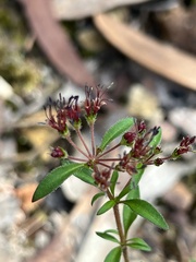 Pomax umbellata