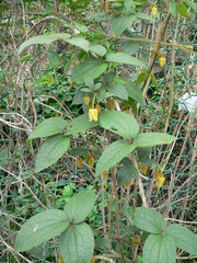 Clematis leschenaultiana