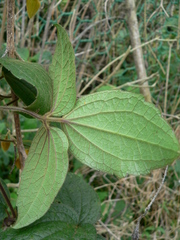 Clematis leschenaultiana