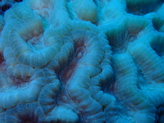 Oulophyllia wellsi