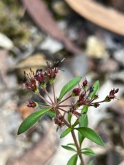 Pomax umbellata