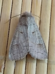 Ammoconia caecimacula