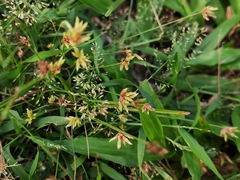 Fimbristylis dichotoma