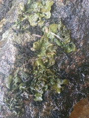 Dermatocarpon luridum