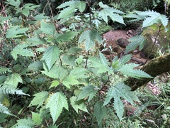 Girardinia diversifolia