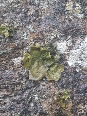 Dermatocarpon luridum