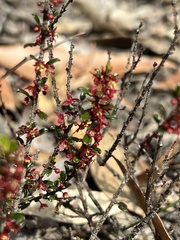 Phyllanthus hirtellus