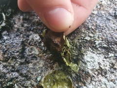 Dermatocarpon luridum