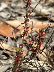 Phyllanthus hirtellus