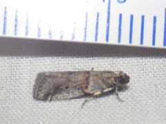 Acrobasis comptella