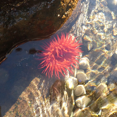 Actinia mediterranea