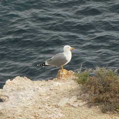 Larus michahellis michahellis