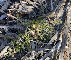 Phlegmatospermum eremaeum