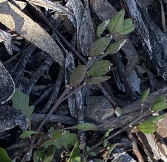 Phlegmatospermum eremaeum