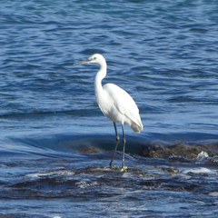 Egretta garzetta garzetta