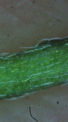 Phlegmatospermum eremaeum