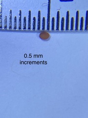 Phlegmatospermum eremaeum