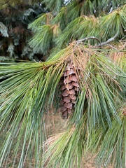 Pinus wallichiana