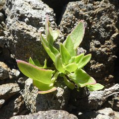 Patellifolia procumbens