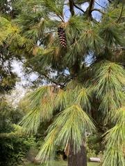 Pinus wallichiana