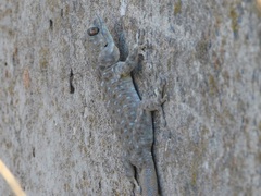 Ptyodactylus puiseuxi