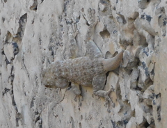 Ptyodactylus puiseuxi