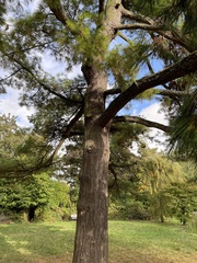 Pinus wallichiana