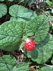 Rubus pectinellus