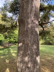 Pinus wallichiana