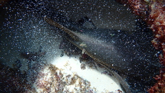 Ginglymostoma cirratum