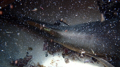 Ginglymostoma cirratum