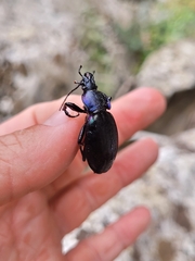 Carabus purpurascens