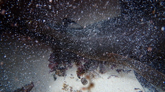 Ginglymostoma cirratum