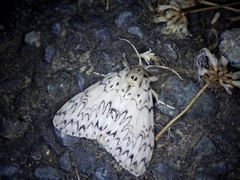 Lymantria minomonis