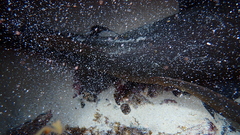 Ginglymostoma cirratum